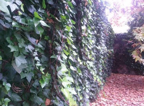 Hostal Ramon Y Cajal Valladolid Dış mekan fotoğraf